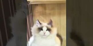 Funny Cats 😹 episode 555 #shorts – Cats