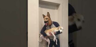 Best funny videos prank by Tanya, Senya and Misha – funny dogs #shorts – Dogs
