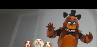 Dogs Not Scared of Freddy Fazbear in Real Life: Funny Dogs vs FNAF Character – Dogs