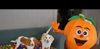 Dogs Get Ball Pit Surprise from Giant Orange! Funny Dogs Maymo & Potpie – Dogs