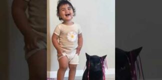 Funny Cats 😹 episode 557 #shorts – Cats