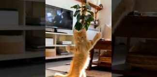 funny cats 😂 episode 233 #shorts – Cats