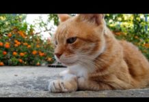 Relaxing Cat Video 24 – Cats
