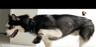 Funny Dogs Try Walking in Winter Boots | The Dodo – Dogs