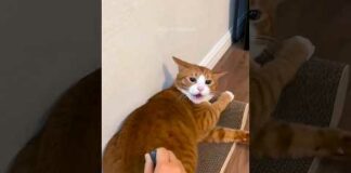Funny cats 😂 episode 210 #shorts – Cats