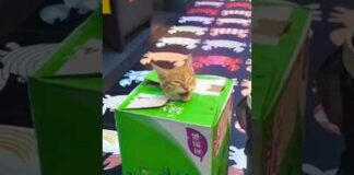 Funny Cats 😺 episode 192 #shorts – Cats