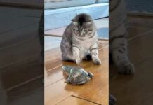 Funny cats 😂 episode 176 #shorts – Cats