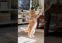 Funny Cats 😹 episode 553 #shorts – Cats