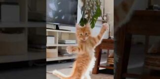 Funny Cats 😹 episode 553 #shorts – Cats