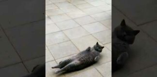 funny cats 😂 episode 239 #shorts – Cats