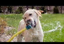 Funny Dogs Playing With Water – Dogs