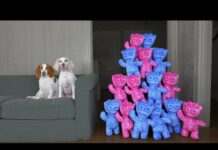 Dogs vs Giant Sour Patch Kids Army Prank! Funny Dogs Surprised by Giant Gummy Candy – Dogs