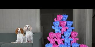 Dogs vs Giant Sour Patch Kids Army Prank! Funny Dogs Surprised by Giant Gummy Candy – Dogs