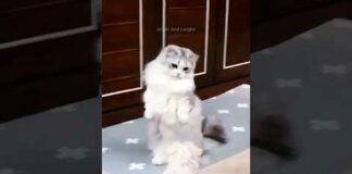 funny cats 😂 episode 240 #shorts – Cats