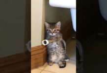 Funny Cats 😹 episode 554 #shorts – Cats