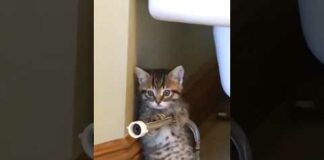 Funny Cats 😹 episode 554 #shorts – Cats