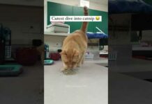 Funny Pets | 2024😂 Funny Dogs And Funny Cats Videos 🐱 🐕 😄 #122 – Cats