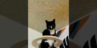funny cats 😂 episode 242 #shorts – Cats