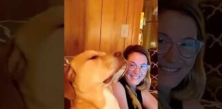 Funny dogs 🤣🐶 episode 139 #shorts – Dogs