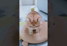 Funny Cats，Cute and Sweety 😄😄😄#cat #catvideos #猫 #kitten #cats  #shorts #catlover #funny #funnyvideo – Cats