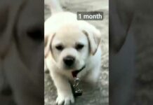 1 day se 10 month cute dog video and lovely cute puppy video #labrador #viral #dog – Dogs