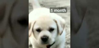 1 day se 10 month cute dog video and lovely cute puppy video #labrador #viral #dog – Dogs