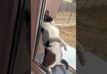 Funny Cats 😹 episode 567 #shorts – Cats