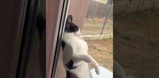 Funny Cats 😹 episode 567 #shorts – Cats