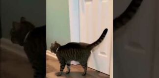 Latest funny cats and dogs  🐕 🐱😄 #dog #cat #funny #shortsfunny pet – Cats
