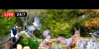 🔴24/7 Cat TV for Cats to Watch 😺 Red Squirrels and their bird friends – Cats