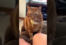 Funny Cats 😺 episode 205 #shorts – Cats
