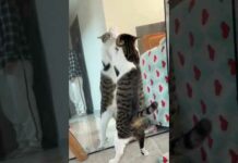 Latest funny cats and dogs  🐕 🐱😄 #dog #cat #funny #shortsfunny pet – Cats