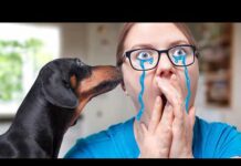 He’s Cheating On You! Cute & funny dachshund dog video! – Dogs