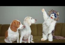 Zombie Cat Has 9 Lives: Funny Dogs Maymo & Potpie vs Zombie Cat Prank – Dogs