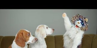 Zombie Cat Has 9 Lives: Funny Dogs Maymo & Potpie vs Zombie Cat Prank – Dogs