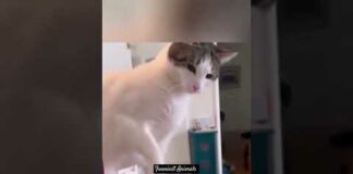 funny cats videos #cats #funny #cates #catvideos #funnycatsfunnycats #funnypets #pets – Cats