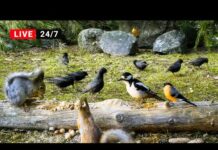 🔴24/7 LIVE Cat TV for Cats to Watch😺 Those Pretty Birds and their Squirrel Friends (4K) – Cats