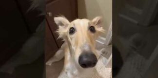 didn’t i do it for you #borzoi #dog #video #real – Dogs