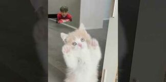 1M VIEWS PLEASE # cat video – Cats
