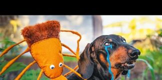 Funny Ticks Tips! Cute & funny dachshund dog video! – Dogs