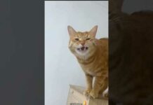 Orange Cat Behavior-Funny Cats #cat #cats #catshorts #shorts #funny #animals – Cats