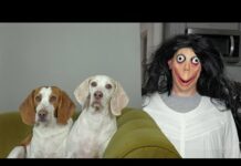 Momo Pranks Dogs: Funny Dogs Maymo & Potpie Have Fun with Momo – Dogs