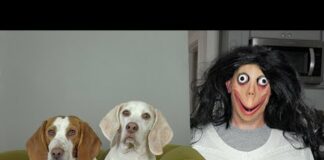 Momo Pranks Dogs: Funny Dogs Maymo & Potpie Have Fun with Momo – Dogs
