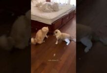 Funny cats 😹 Funny cat fights 😂🤩 – Cats