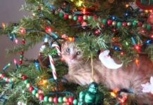 Funny Cats in Christmas Trees – Cats