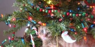 Funny Cats in Christmas Trees – Cats