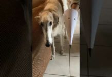 The resemblance is uncanny #funny #dogs #shorts #complication #borzoi – Dogs