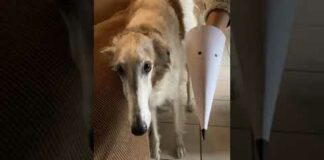 The resemblance is uncanny #funny #dogs #shorts #complication #borzoi – Dogs