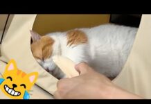 Cute & Funny cats compilation #1 | Cat dreams of chicken 😂 – Cats
