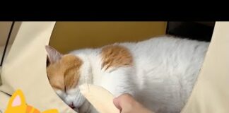Cute & Funny cats compilation #1 | Cat dreams of chicken 😂 – Cats